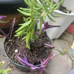 Crow of Crist Natural Plant