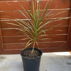 Tri-color Dragon Plant (Dracaena Marginata) in a 5-gallon Container. 3 feet tall 