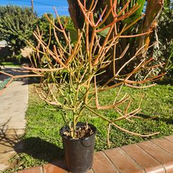 Fire Stick Suculent Cactus Plant