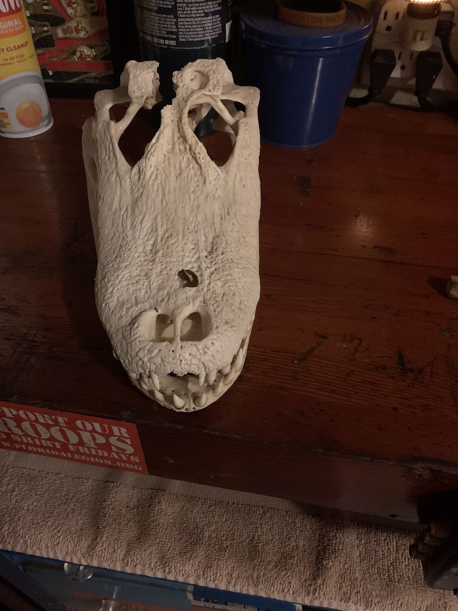 Real Gator Skull