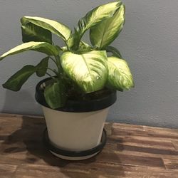 Plant