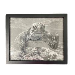 Harbortown Industries Framed Underwater Sea Turtle Photograph