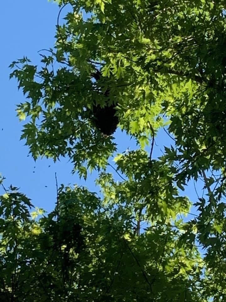 Bee Swarm Removal