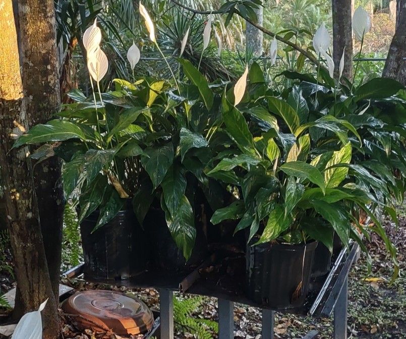 POTTED PIECE LILY PLANTS SPATHIPHYLLUM