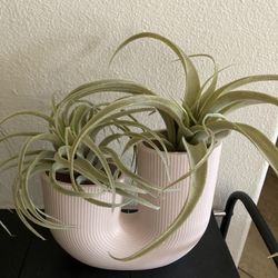Fake Plant