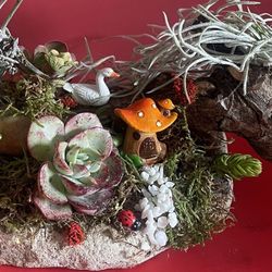 Beautiful Drift Wood Air Plant N Sacculant Garden 