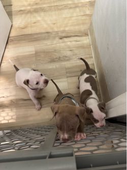 Pet gate