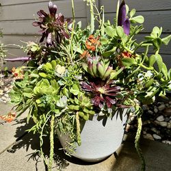 Large Succulent and Cacti plant arrangement