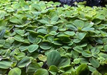 Water Lettuce 🥬