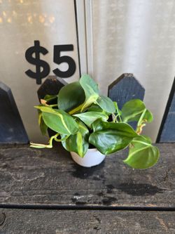 Philodendron