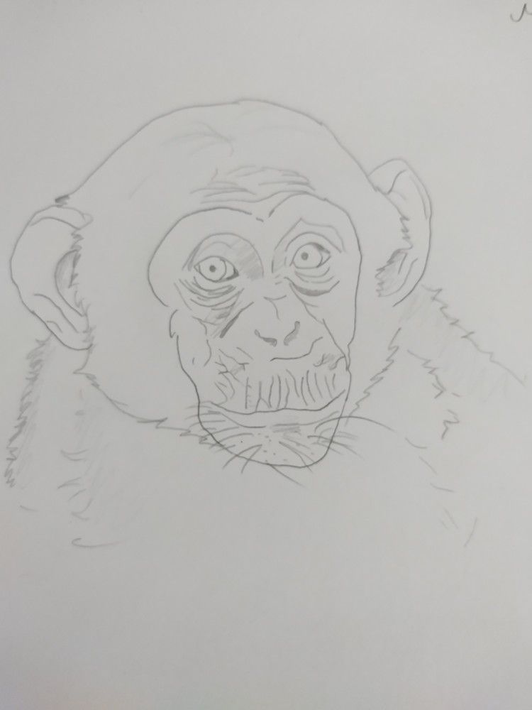 Monkey