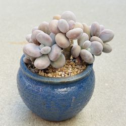 Succulents plants 🪴 