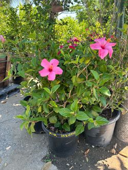 Hibiscus bush 15gal