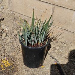 Dianella Little Rev (Little Rev Flax Lilly) - Perennial Evergreen Plants