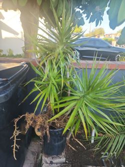 Plant