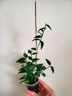 Hoya Bella