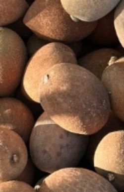 MAMEY KEY WEST FOR SALE! ONLY $50 THE BOX OF 25 POUNDS