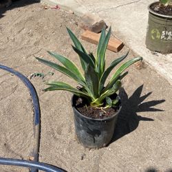 Blue Agave