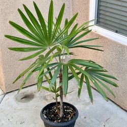 Live, mature, blooming Lady palm (Rhapis spp.) indoor/outdoor plant in a sturdy decorative pot