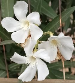 White Flowering Oleander 
