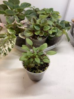Opera Doc Trailing African Violet Starter Plant