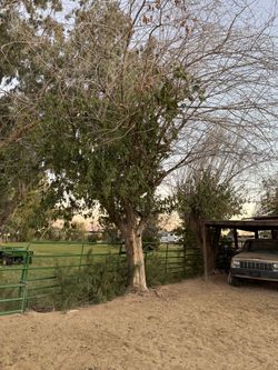 Mulberry Tree’s 