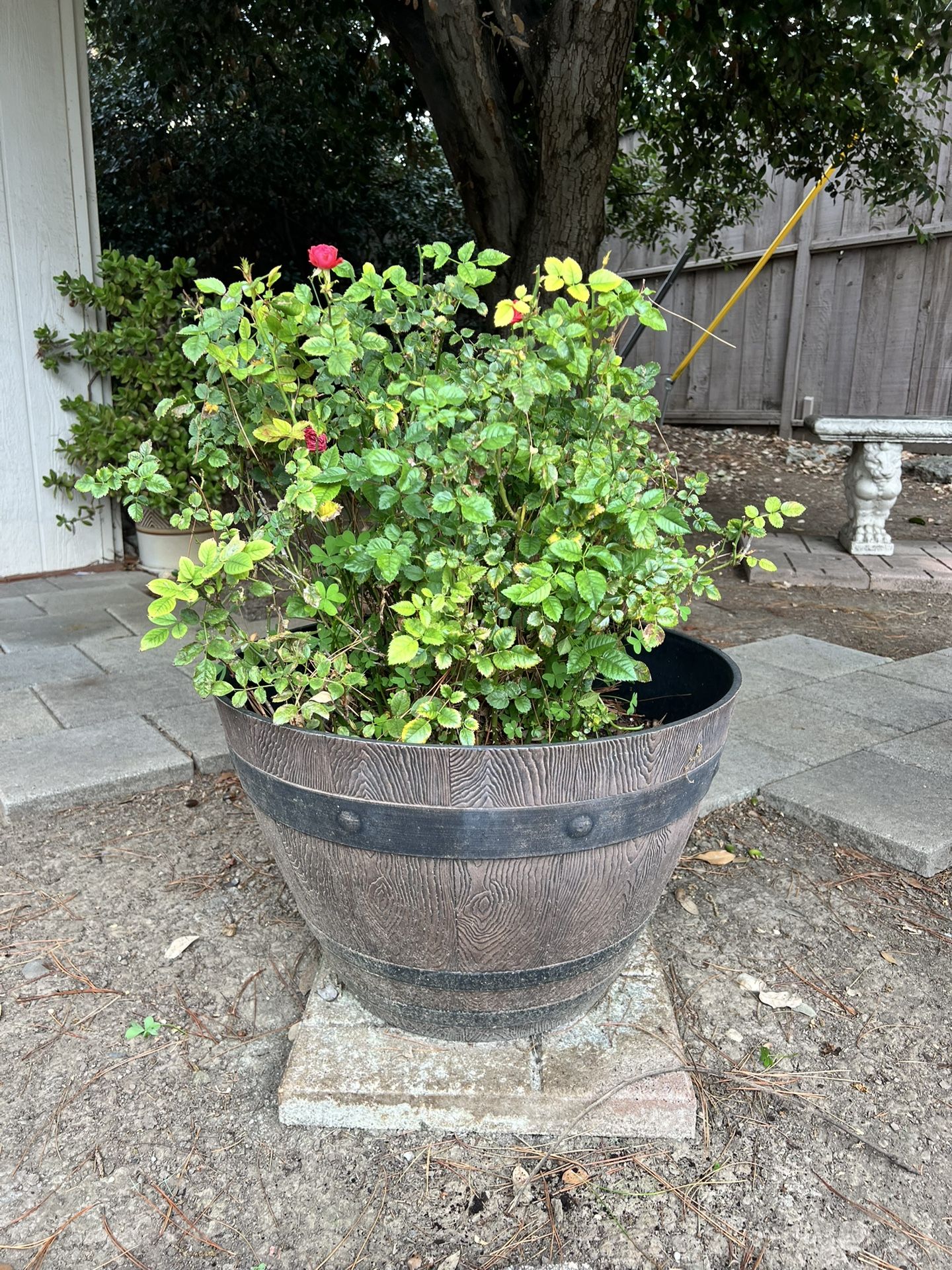 Red Rose Bush in Pot