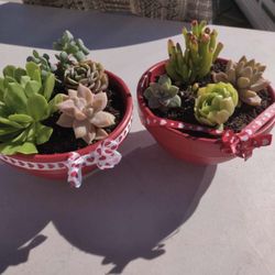 Valentine Succulents