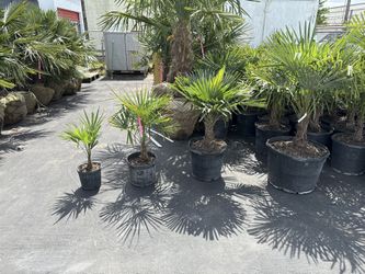 Windmill palm trees. Coastal Landscaping. Cold tolerant. Beach Palms