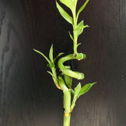 Lucky Bamboo Live Plant Indoor With Ceramic Vase Tall 24-25”