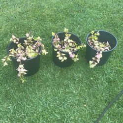 Plantita