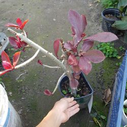 Africa Milk succulent