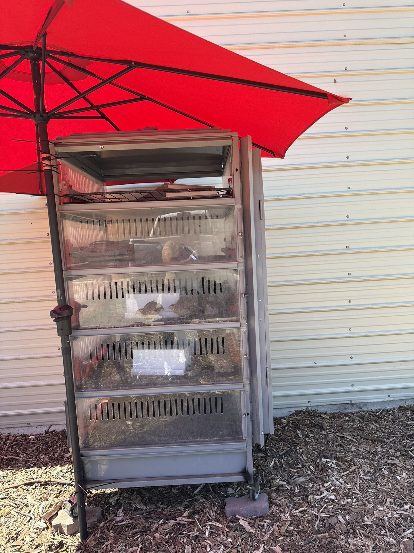 Quail Eggs,Chicks,Supplies