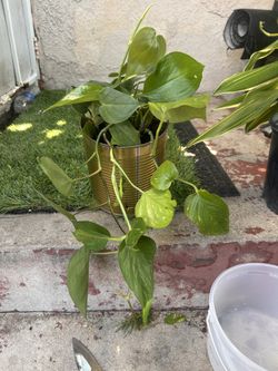 Heartleaf philodendron