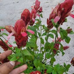 Shrimp Plant