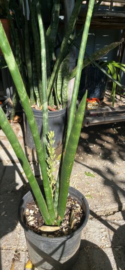 Plantas De Lengua De Suegra En Bote De Galón 