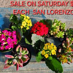 SUCCULENT SALE TODAY STARTS AT 130 PM IN SAN LORENZO SATURDAY TODAY