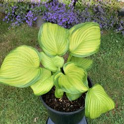Outdoor Hosta