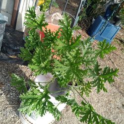 Planta Cintronela