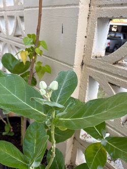 Crown Flower Plant
