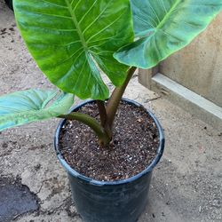Elephant Ear 