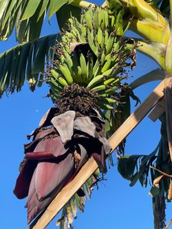 Vietnamese Banana Plant