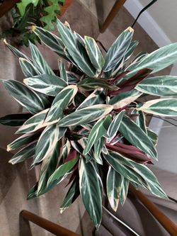 Houseplant Trio-Star In 10” Nursery Pot