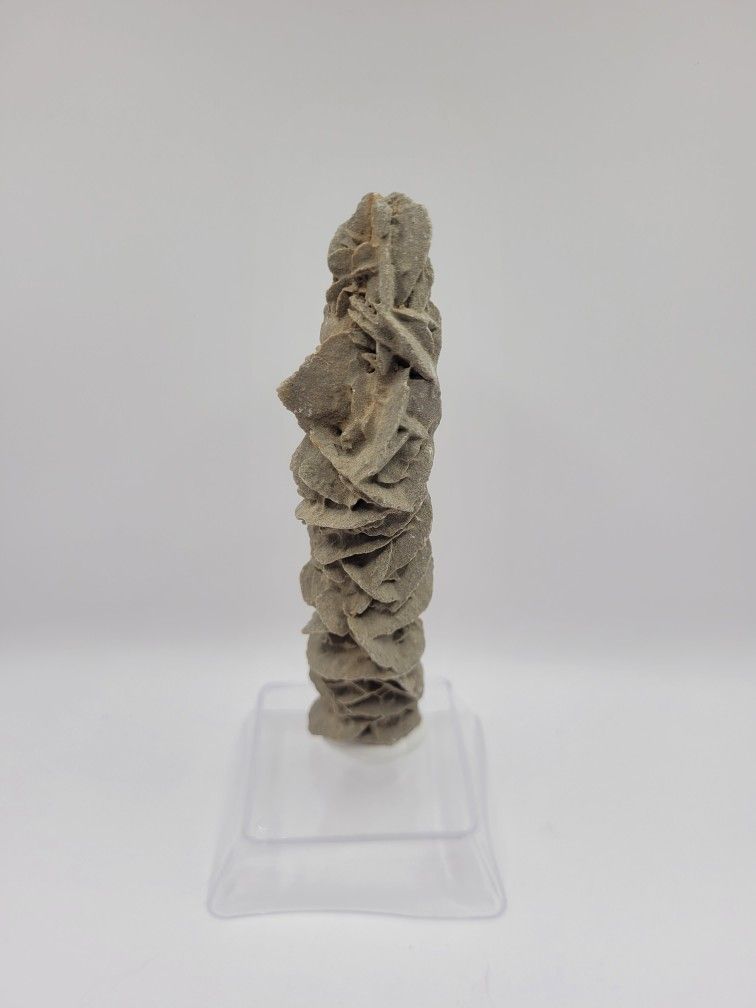 Desert Rose 
