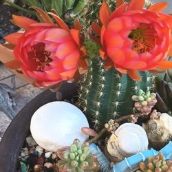 Arrangement  Succulent And Cactus..