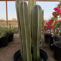 Mexican Fence Post Cactus