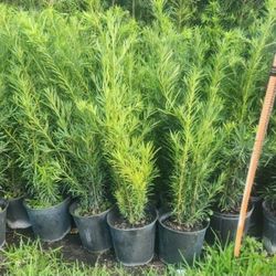 Beautiful Podocarpus Plants For Privacy!!! 3 Feet Tall Measurements Over The Pot!! Fertilized 