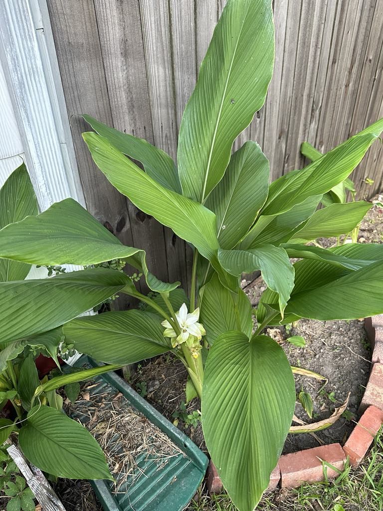 Turmeric plant