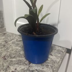 Planta 🌱 