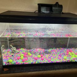 5 Gallon Fish Tank 
